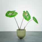 caladium-florida-elise