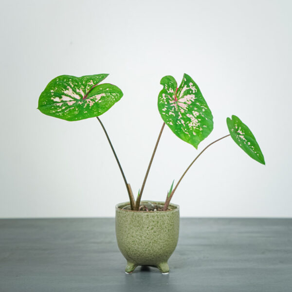 caladium-florida-elise