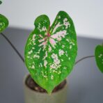 caladium-florida-elise