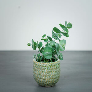 eukaliptus-baby-eucalyptus-gunni