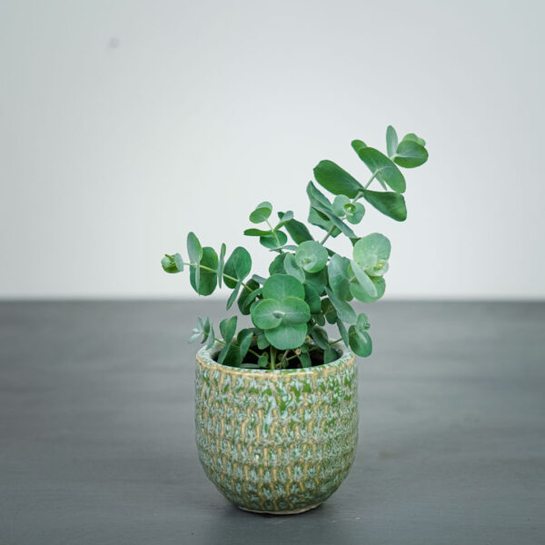 eukaliptus-baby-eucalyptus-gunni
