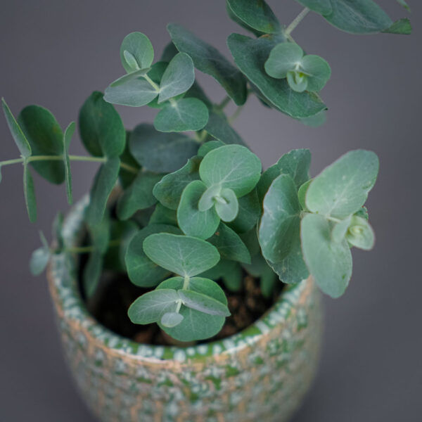 eukaliptus-baby-eucalyptus-gunni eukaliptus-baby-eucalyptus-gunni