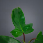 philodendron-florida-green-baby
