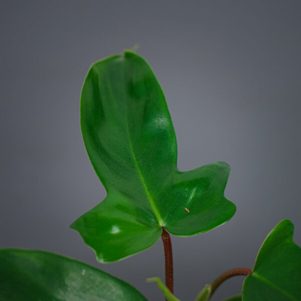 philodendron-florida-green-baby philodendron-florida-green-baby