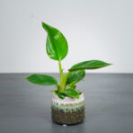 philodendron-golden-princess-baby