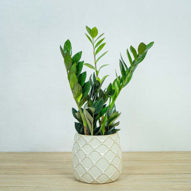 zamioculcas-raven-zamiokulkas zamioculcas-raven-zamiokulkas