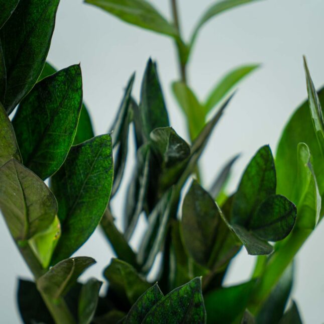 zamioculcas-raven-zamiokulkas zamioculcas-raven-zamiokulkas
