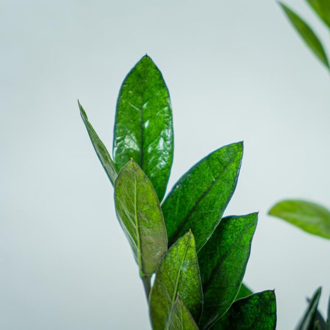 zamioculcas-raven-zamiokulkas zamioculcas-raven-zamiokulkas