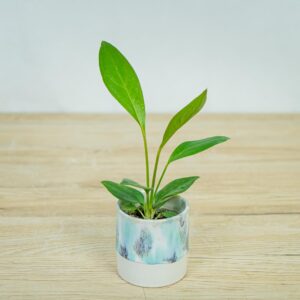 anthurium-jenmanii