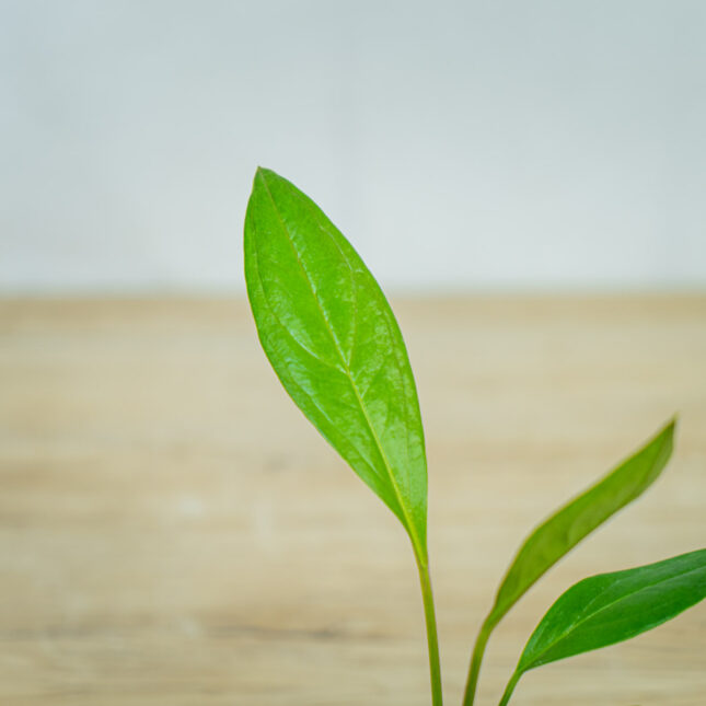 anthurium-jenmanii anthurium-jenmanii