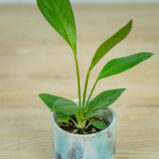 anthurium-jenmanii
