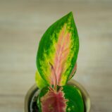 aglaonema-china-red-baby