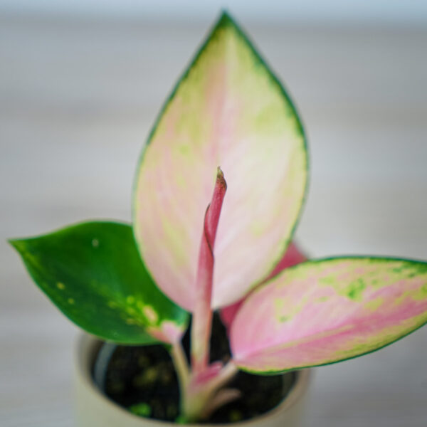 aglaonema-red-dragon-baby (2) aglaonema-red-dragon-baby