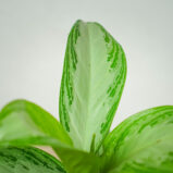 aglaonema-silver-bay