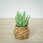 aloes-niski-aloe-humilis