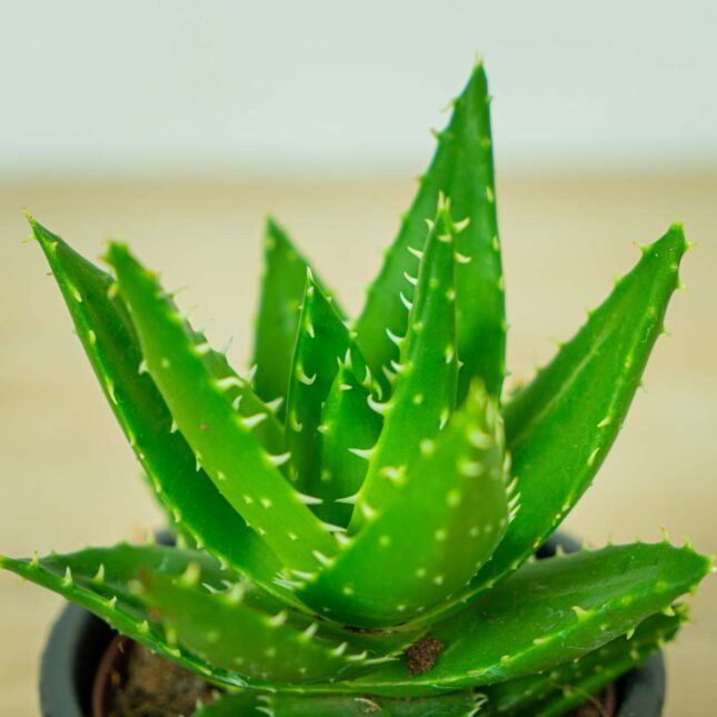 aloes-perfoliata-aloe (5) aloes-perfoliata-aloe
