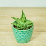 aloes-variegata-tribal-aloe