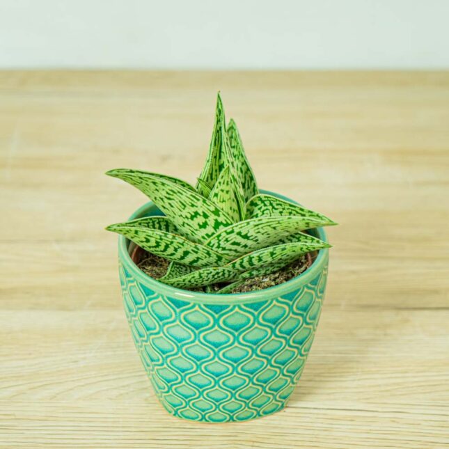 aloes-variegata-tribal-aloe aloes-variegata-tribal-aloe
