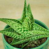 aloes-variegata-tribal-aloe