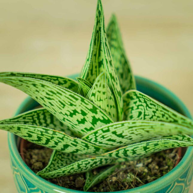 aloes-variegata-tribal-aloe (2) aloes-variegata-tribal-aloe