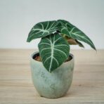 alokazja-black-velvet-alocasia
