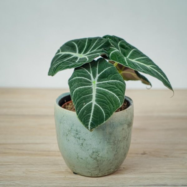 alokazja-black-velvet-alocasia alokazja-black-velvet-alocasia