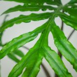 alokazja-brancifolia-pink-passion-alocasia