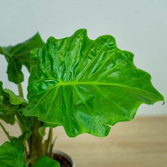 alokazja-low-rider-alocasia (2) alokazja-low-rider-alocasia