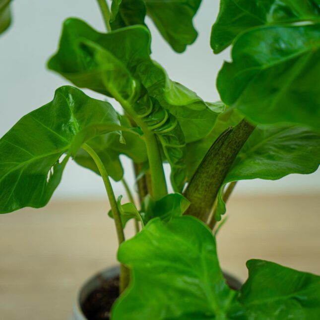 alokazja-low-rider-alocasia (4) alokazja-low-rider-alocasia
