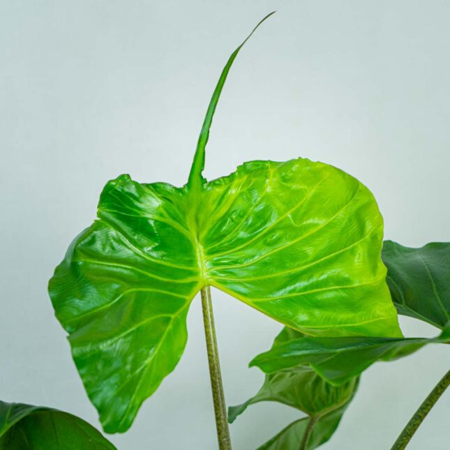 alokazja-macrorrhiza-stingray-alocasia (2) alokazja-macrorrhiza-stingray-alocasia