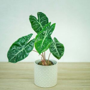 alokazja-pink-dragon-alocasia