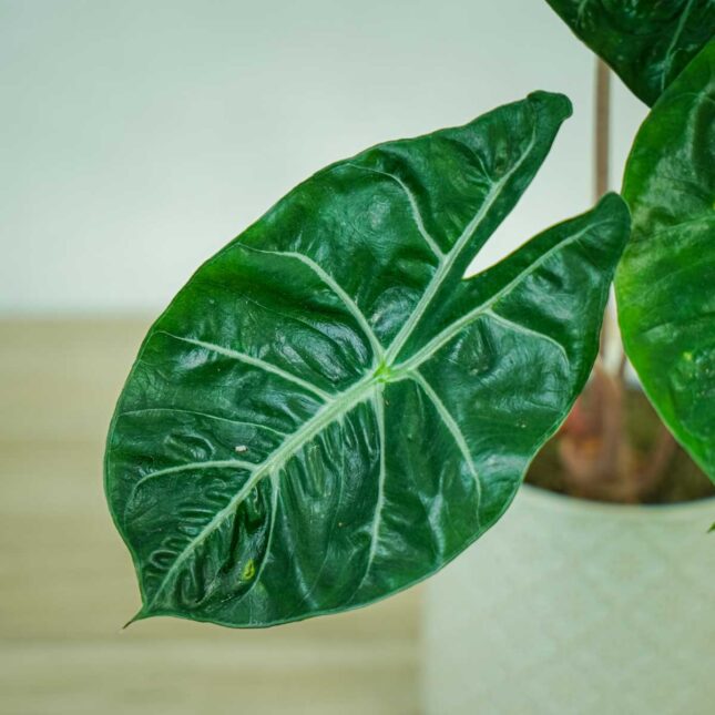 alokazja-pink-dragon-alocasia1 alokazja-pink-dragon-alocasia