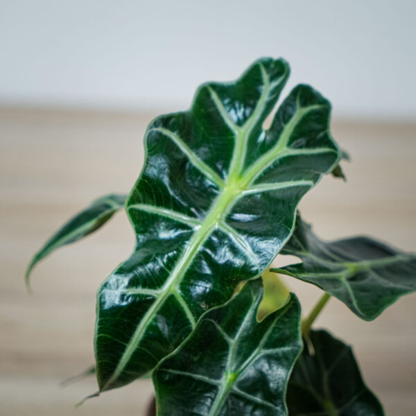 alokazja-polly-baby-alocasia (2) alokazja-polly-baby-alocasia