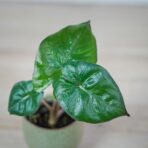 alokazja-yucatan-princess-baby-alocasia
