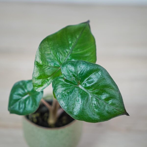 alokazja-yucatan-princess-baby-alocasia (2) alokazja-yucatan-princess-baby-alocasia
