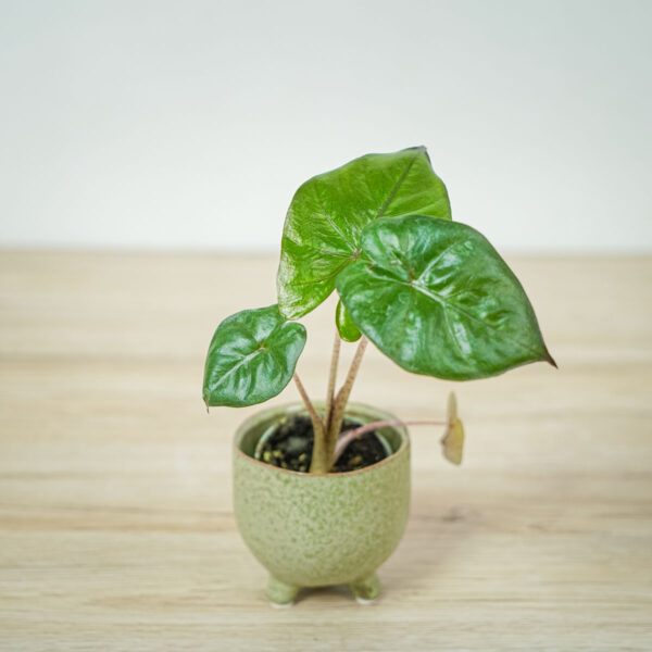alokazja-yucatan-princess-baby-alocasia