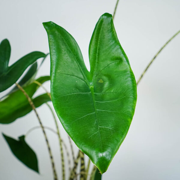 alokazja-zebrina-alocasia (2) alokazja-zebrina-alocasia