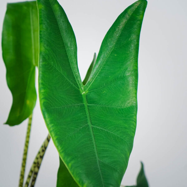 alokazja-zebrina-alocasia (2) alokazja-zebrina-alocasia