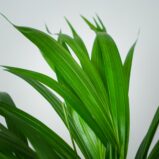 areka-palma-dypsis-lutescens