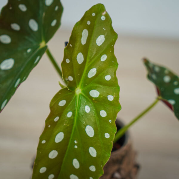 begonia-maculata-wightii-baby (2) begonia-maculata-wightii-baby