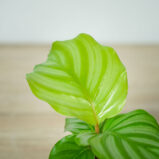 calathea-orbifolia-baby