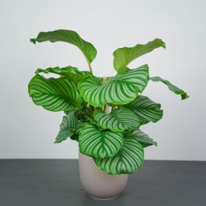 calathea-orbifolia