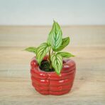calathea-vittata-baby
