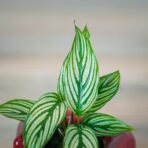 calathea-vittata-baby