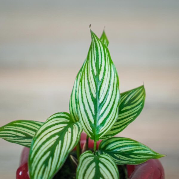 calathea-vittata-baby (2) calathea-vittata-baby