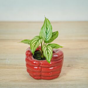 calathea-vittata-baby
