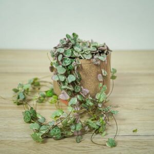 ceropegia-woodii-variegata