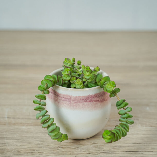 crassula-marnieriana-hottentot-baby crassula-marnieriana-hottentot-baby