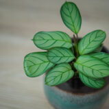 ctenanthe-amagris-baby-burle-marxii