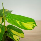 ctenanthe-golden-mosaic